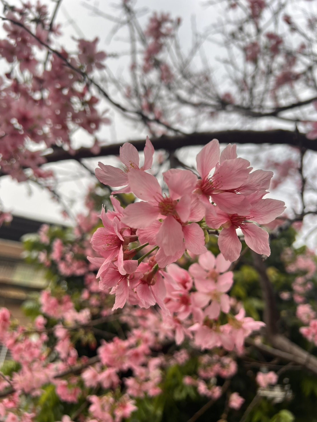 即日起暫停預約初診